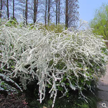 一件代发雪柳植物喷雪花苗盆栽花卉绿植珍珠梅绣线菊庭院雪柳室外