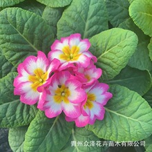 报春花草炭土室内外观赏报春花颜色多11CM盆多色草花报春花