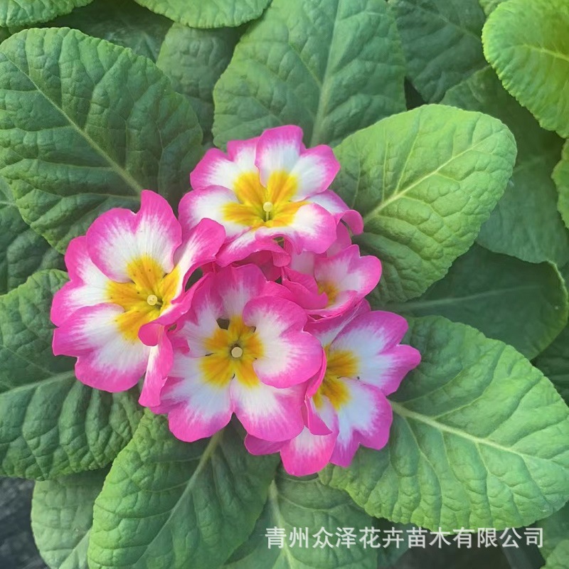 报春花草炭土室内外观赏报春花颜色多11CM盆多色草花报春花