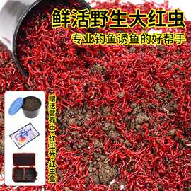 红虫鲜活活饵大号公虫喂鱼拉饵鲫鱼野钓饵料钓鱼蚯蚓鱼饵秋冬季