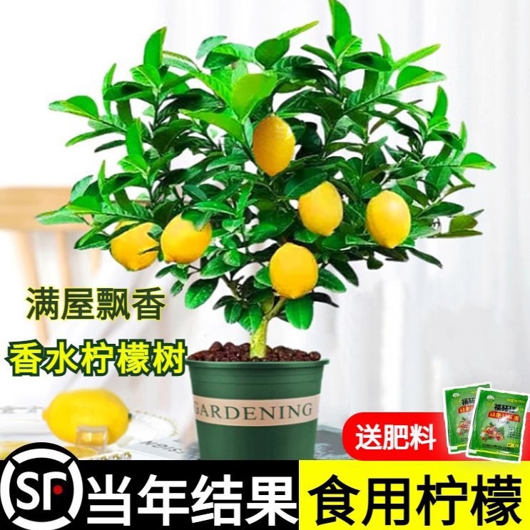 Perfume semillas de limón frutas en maceta comestibles perfumes fuertes repelentes de mosquitos buenas plantas de interior de flores de cuatro estaciones