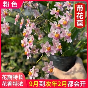 �����m�����m�����m�҃Ȼ����ļ��_��ֲ��������ζ��ˮ�m��������