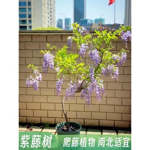 ���٘����̨���ٻ��������ٻ�ͥԺ��Ԯֲ������ֲ���������Ի���