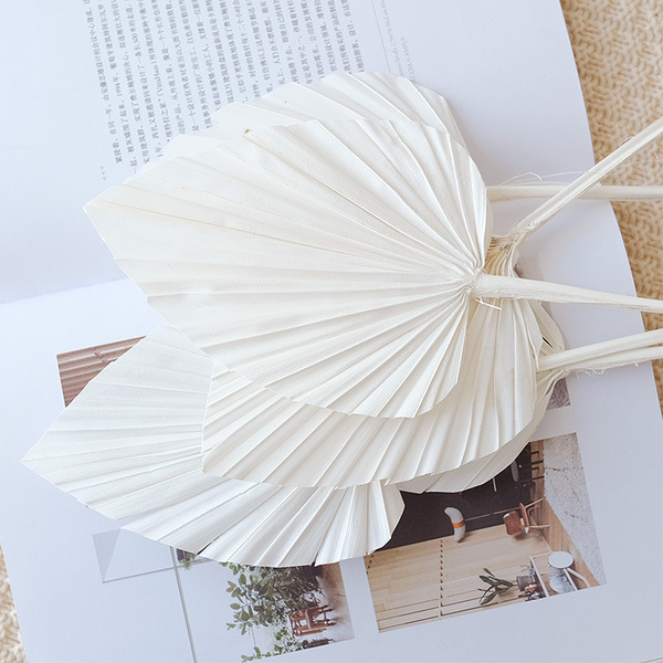 Guanyin fan dry flower yang fan palm leaf fan leaf leaf leaf leaf…
