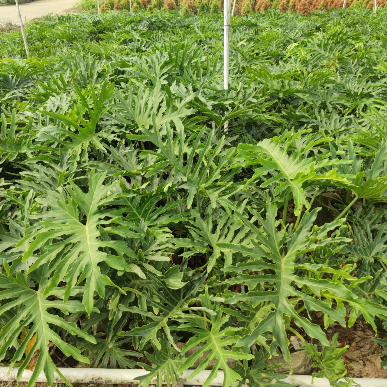 2304 питомник поставляет саженцы весенних перьев 50-100 см высокой теневыносливых кустарников выставочный зал тепличных растений