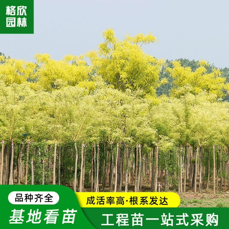 Прививка Золотая Софора японская Посадочная база Оптовая Ландшафтный дизайн Уличные деревья Пейзажные деревья Ветви дракона Золотая Софора японская рассада