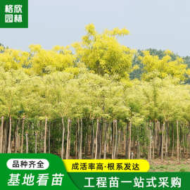 嫁接黄金槐种植基地批发园林绿化行道树风景树龙枝形金枝国槐树苗
