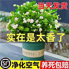 ����ˮ��ֲ�����Ԏ������k���҃�������B�����r���Gֲˮ�B����