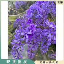 泰国大叶蓝花藤许愿藤阳台庭院网红四季开花爬藤大叶兰花藤包对版