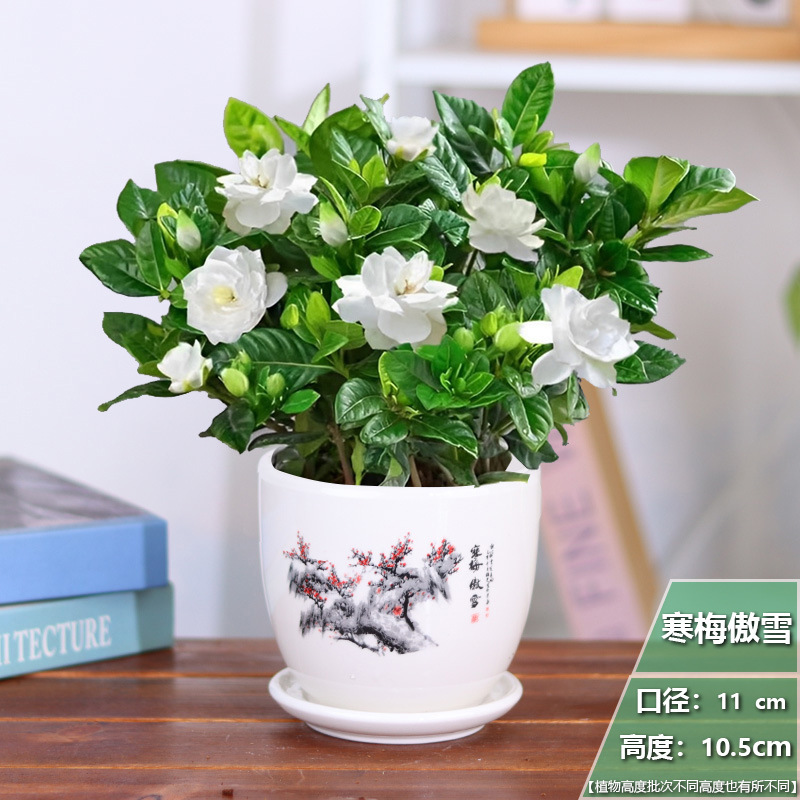 [중국 스타일] 치자나무 1 화분 + 한메이 아오슈 세라믹 화분 + 영양 비료