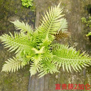 Wholesale Purple Gui Fern 2 Gallon Courtyard Community Park Greening Flower Mirror Plant Purple Gui Fern One Gallon Large Cup Purple Gui