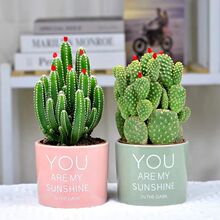 �����������ؔ��С���Ծ�ؔ���f��ɽ�҃��k��������Gֲ�ﻨ��