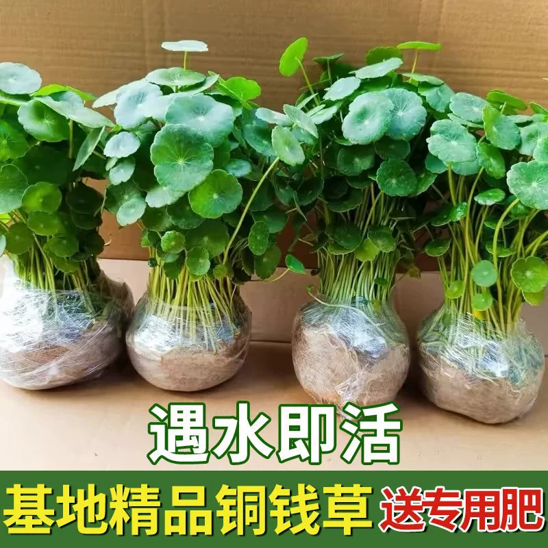 Гидропонное растение пенниворта с большими листьями для аквариумов, зеленое растение пенниворта, выращенное в воде, маленькое водное растение для комнатных и уличных цветов в гостиной.