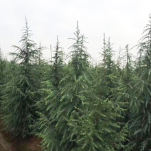 lͥԺѩɻɽѩɘ乫@ѩɾG2-10׸