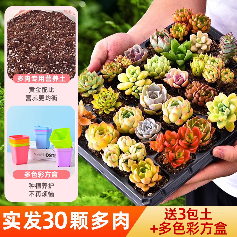 중복되지 않는 선별된 다육식물 30개 + 영양가 있는 흙 3봉지 + 컬러풀한 레시피 30개