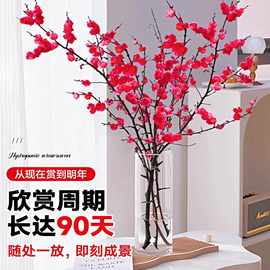 红梅干枝水培真花腊梅鲜切花卉冬天水培花雪柳桃花枝同城鲜花配送