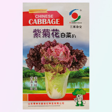 特色紫菊花白菜高端品种特色小白菜秋季种值小白菜种籽