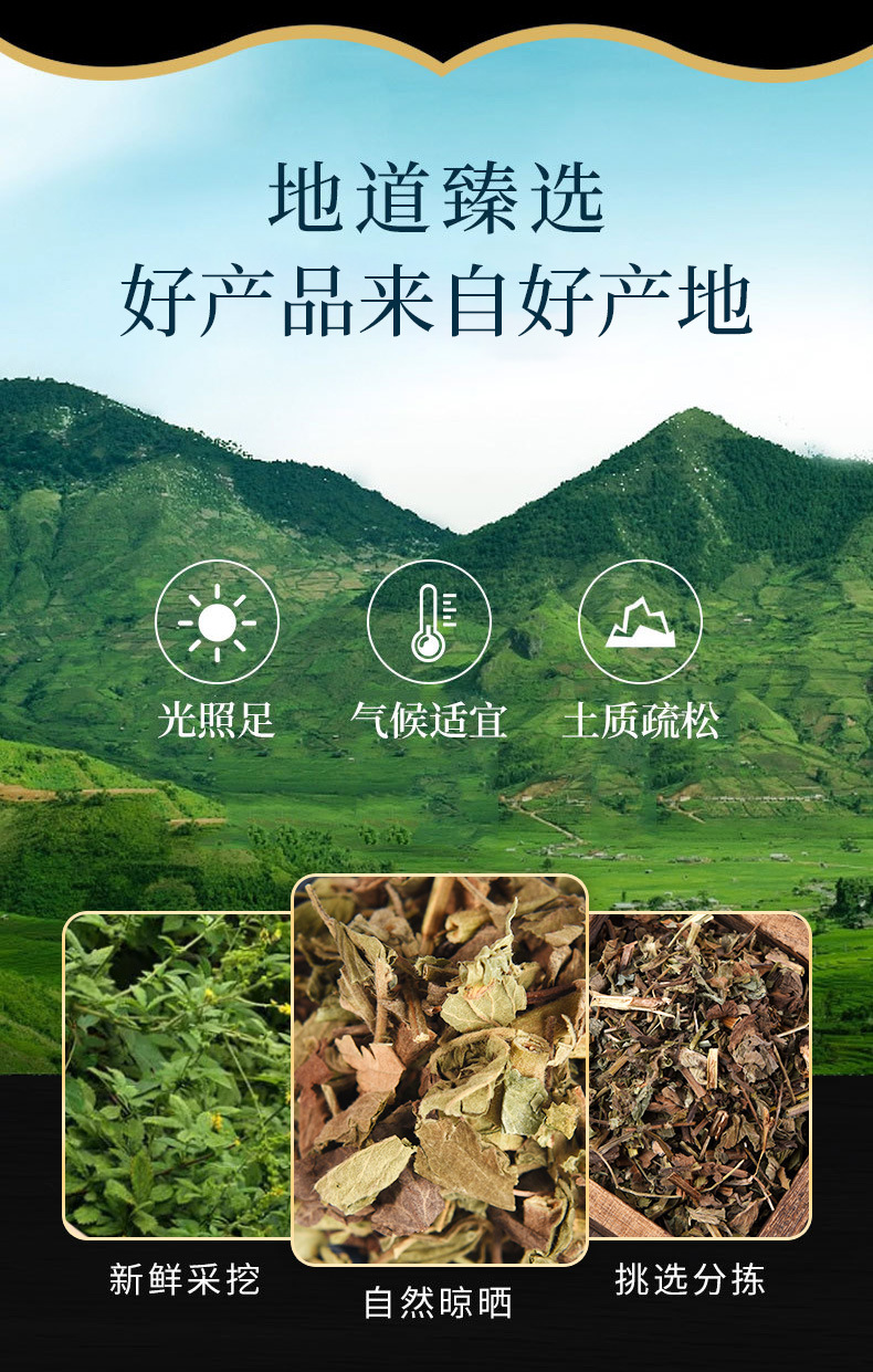 Xian He Cao (Agrimonia pilosa) — Dried Hairy Agrimony Herb, Food-Grade Botanical overview