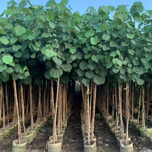 2107���� ���� �S�Ș��� 2-4cm���� �l��G�� ������B���ޏ͏;G