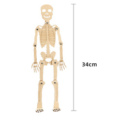 DIY Science Model Human Skeleton Assembly Educational Toy Kit for Children