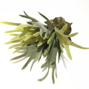 ��ֻ/���̲����՚�Ꭷ���֔[��ֲ�ﻨˇ��������b�ɳĮާ�~��