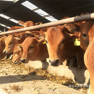 鲁西黄牛犊养殖场 改良小黄牛肉牛犊价格 鲁西黄牛养殖场肉牛前景
