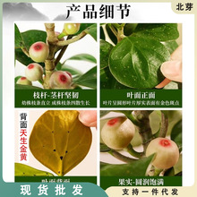 С���������Ԏ���ˮ�໨�ܶU���k���҃Ⱥ��B���ļ��Gֲ������辰