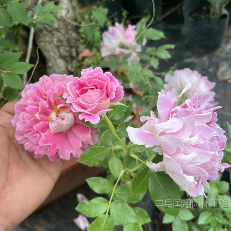 月季花苗 大花月季阳台盆栽月季欧月庭院灌木月季四季开花植物