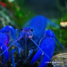 天空观赏虾活体蓝魔包邮虾水族苗满小龙虾鳌红白大型淡水宠物虾