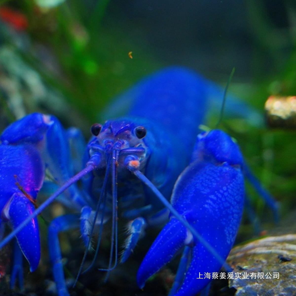 天空观赏虾活体蓝魔包邮虾水族苗满小龙虾鳌红白大型淡水宠物虾
