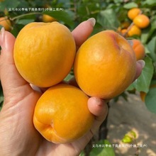 新鲜大黄杏金太阳鲜杏当季孕妇水果酸甜整箱批发包邮一斤装橄榄】
