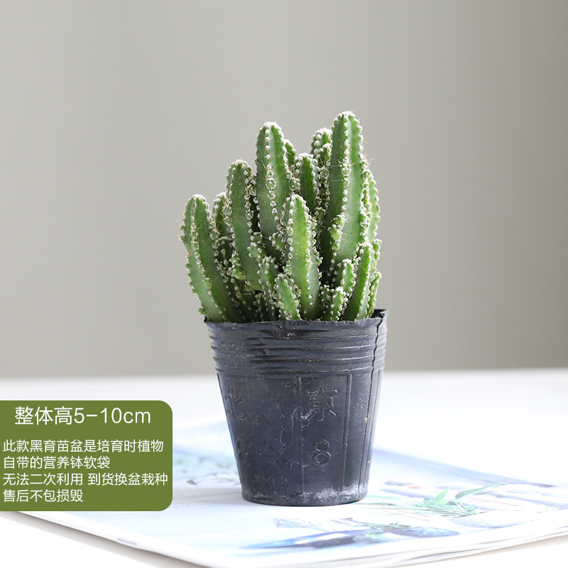 【완중산】원래 분지