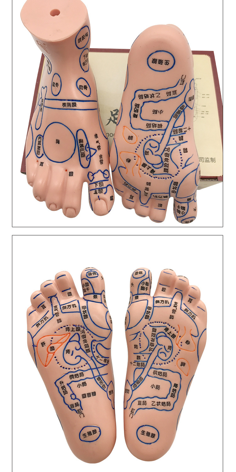 Foot Acupoint Reflexology Model with Clear Markings, Foot Reflex Zone Massager, Acupoint Stick, PVC Foot Model for Home Wellness Routine detail image