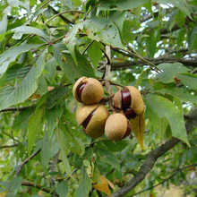 红花七叶树种子林木种子梭椤树梭椤子天师栗开心果白花七叶树种籽
