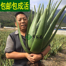 �����������J�C����ֲ������Ժ���w���ÿ�ʳ�����r�aˮ��Ę���~Ƭ