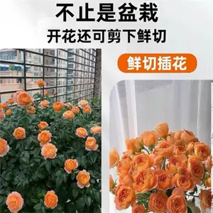 Розовые саженцы старая куча розовые саженцы очень большое цветочное растение расцветают все сезоны