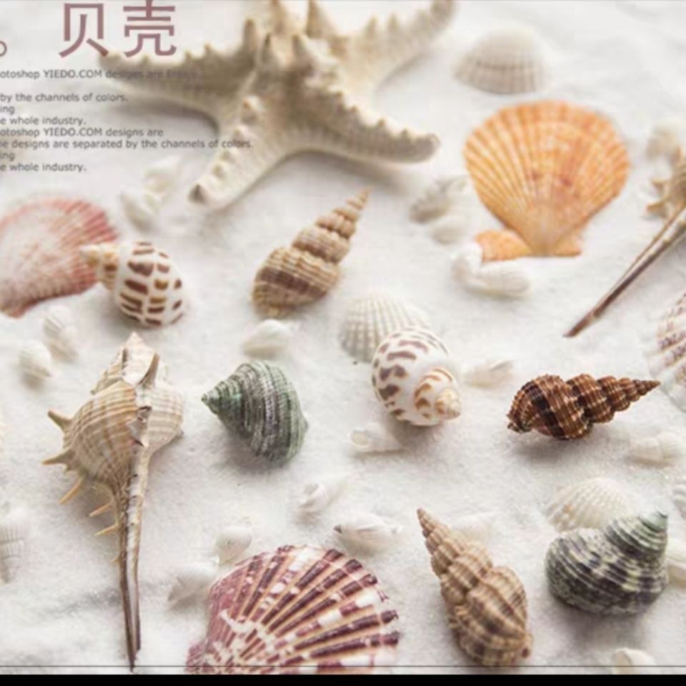 精品天然贝壳海螺海星幼儿园手工鱼缸贝壳拍照水族箱造景装饰礼品