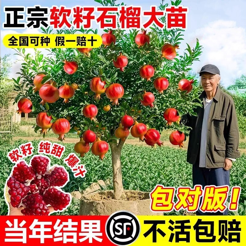 一件代发石榴树树苗突尼斯软籽石榴苗盆栽庭院果树特大带土无籽甜