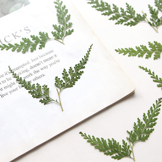 black fern branch dried flower embossed leaf bookmark dropping glue photo frame real leaf plant specimen painting diy handmade material package