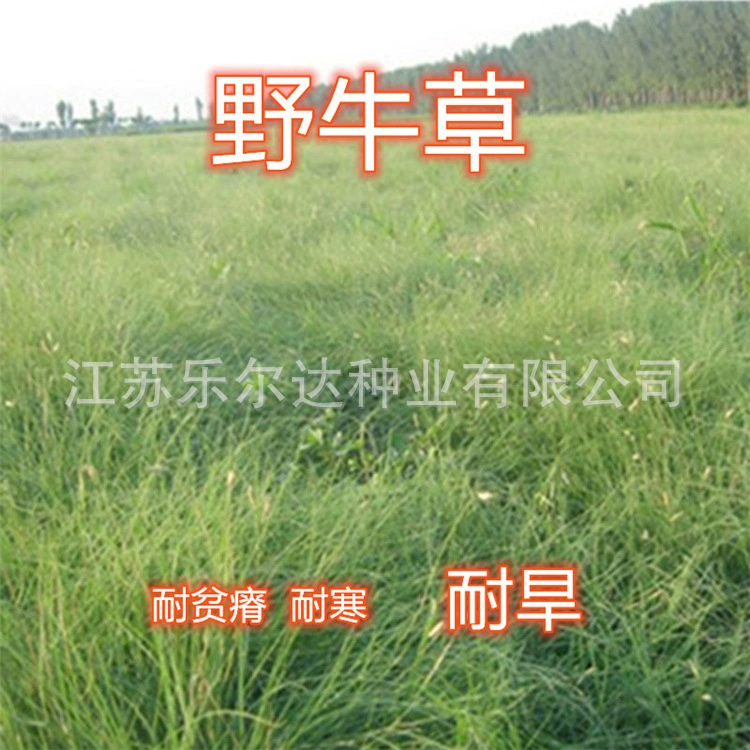 Оптовая Озеленение Защита Склона Семена Травы Зубр Семена Травы Озеленение Защита Склона Засухостойкие Трамплинг Морозостойкие Семена Газонокосилки