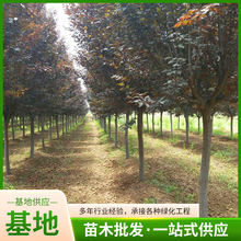 行道绿化树木种植成活好红叶李树基地速生红叶李树南北方庭院工程