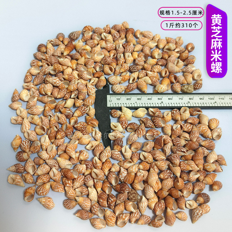 貝殻と法螺貝 1～2cmをポンド単位で販売、貝殻と砂を混ぜて手作りのDIYテーブルを製作、ドリフトボトルを製作|undefined