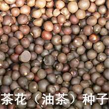 新采 茶花种子 油茶种子 茶子树、茶油树、白花茶、耐冬种子