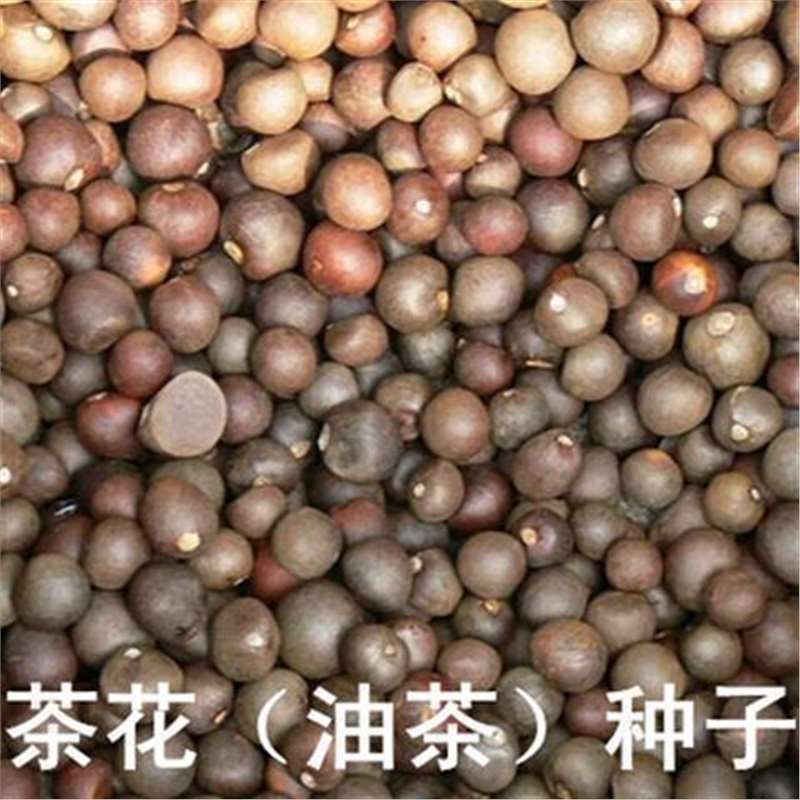新采 茶花种子 油茶种子 茶子树、茶油树、白花茶、耐冬种子