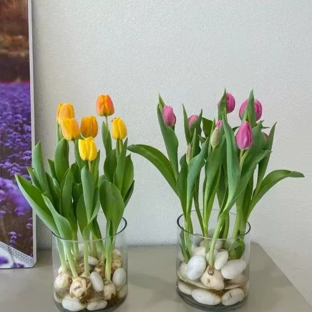 900 штук в одной коробке для оптовой продажи. Оригинальные импортные луковицы тюльпанов, семена тюльпанов с диаметром 11-12 см.