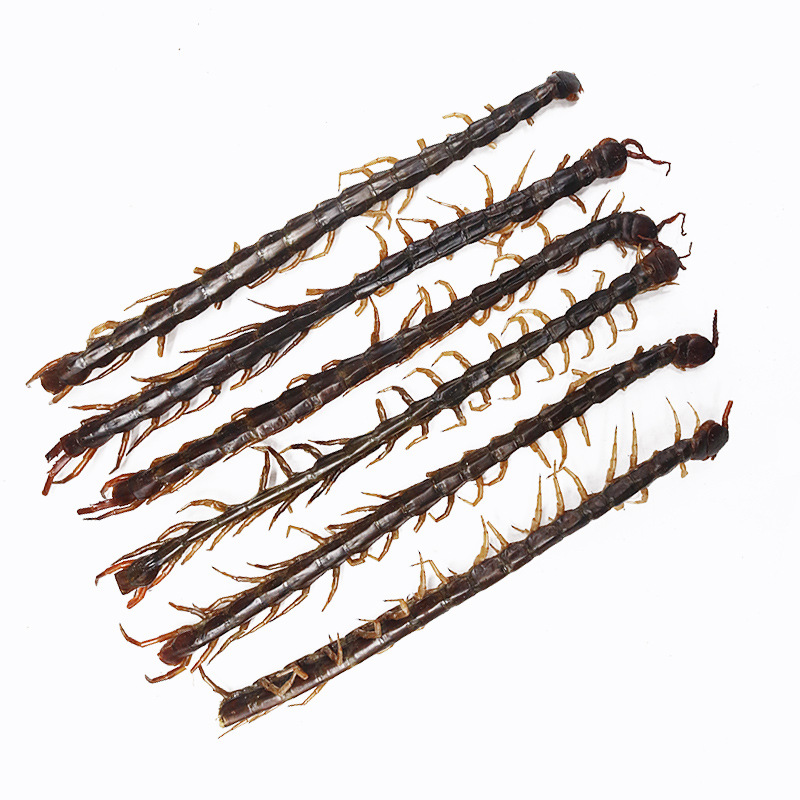 Dried Centipede Wu Gong Whole Herb 100g Traditional Chinese Medicine Ingredient in use