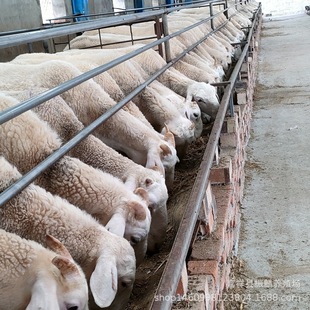 Сβ����d���^̥����ĸ�����һֻ �Ų���N��r��