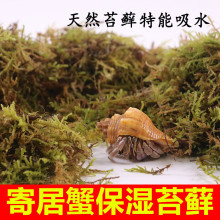 寄居蟹苔藓保湿透气不积水可蜕皮【提高】新手垫材垫料