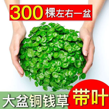 铜钱草水培盆栽室内外花卉招财金钱草绿植吸甲醛绿植大叶子植物