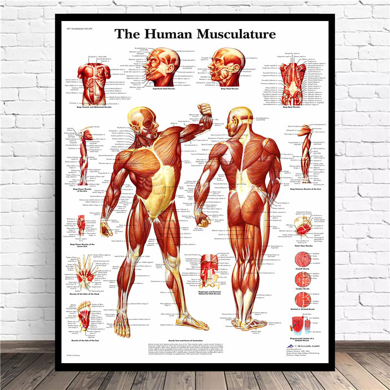 Guangdong Factory Human Anatomy Poster English Version Medical Inkjet Print Wall Art Blood Vessels Head and Brain Science Poster Guangdong Factory Human Anatomy Poster English Version Medical Inkjet Print Wall Art Blood Vessels Head and Brain Science Poster